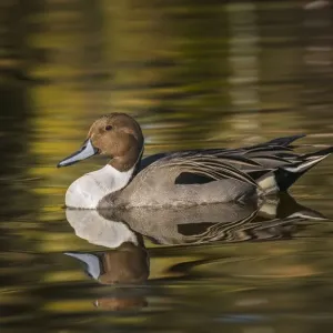Pintail duck Pintail duck