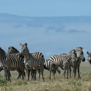 Plains zebras (Equus quagga), Ndutu, Ngorongoro Conservation Area, Serengeti, Tanzania