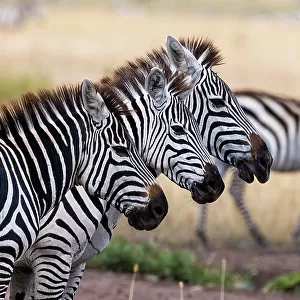 Three plains zebras, Equus quagga, in a row. Seronera, Serengeti National Park, Tanzania