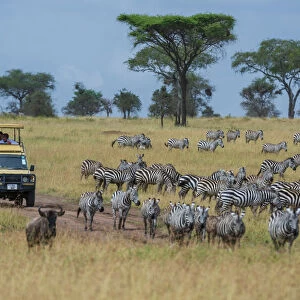 Plains zebras (Equus quagga), Seronera, Serengeti National Park, Tanzania
