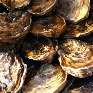 A plate of oysters