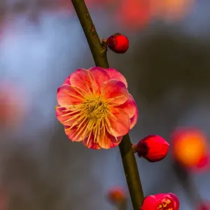 Plum Blossom West Lake Jiangsu Province, China Plum Blossom West Lake Jiangsu Province, China