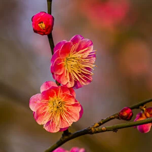 Plum Blossoms Prunus Mume West Lake Jiangsu Province, China