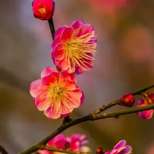 Plum Blossoms Print, West Lake Jiangsu Province China Plum Blossoms Print, West Lake Jiangsu Province China