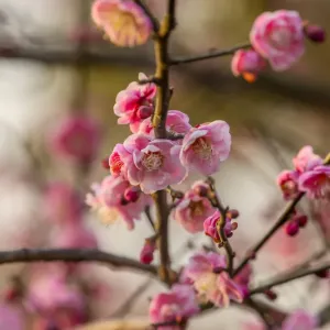 Plum Blossoms West Lake Jiangsu Province, China Plum Blossoms West Lake Jiangsu Province, China