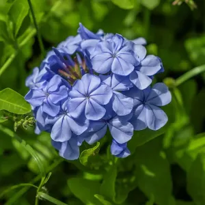 Plumbago plant Plumbago plant
