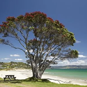 Pohutukawa tree and beach, Kuaotunu, Coromandel Peninsula, North Island, New Zealand