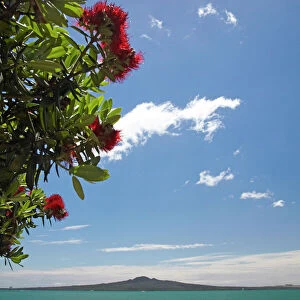 Pohutukawa Tree, Mission Bay and Rangitoto Island, Auckland, North Island, New Zealand