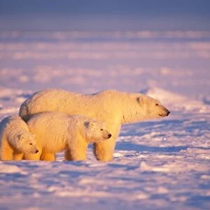 Polar bear sow with spring cubs on the frozen Arctic ocean, 1002 coastal plain of