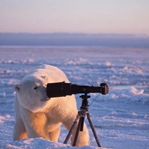 polar bear, Ursus maritimus, checking out the photographers camera and tripod