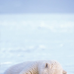 polar bear, Ursus maritimus, cub resting on the pack ice, 1002 area of the Arctic