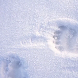 polar bear, Ursus maritimus, footprint on the pack ice of the frozen coastal plain