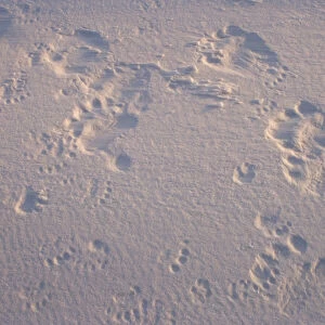polar bear, Ursus maritimus, footprints outside a recently vacated den site along the Arctic coast