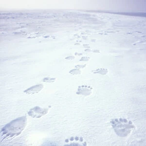 polar bear, Ursus maritimus, footprints on the pack ice of the frozen coastal plain