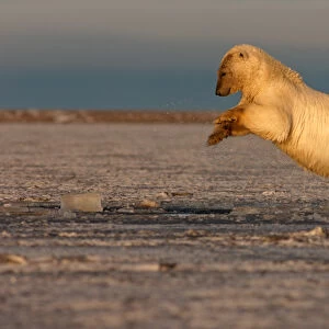 polar bear, Ursus maritimus, plays in slushy pack ice, 1002 coastal plain, Arctic