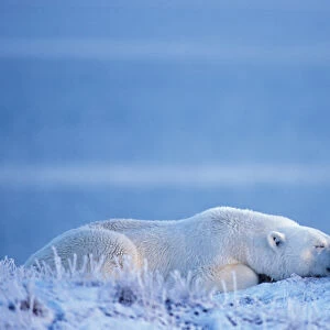 polar bear, Ursus maritimus, resting along the Arctic coast, 1002 coastal plain of