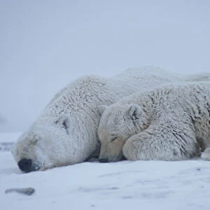 polar bear, Ursus maritimus, sow with cub sleeping on the pack ice, 1002 coastal plain