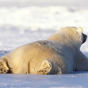 polar bear, Ursus maritimus, spread out on the pack ice of the frozen coastal plain