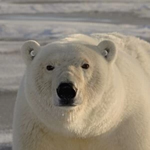 polar bear, Ursus maritimus, tagged on the pack ice, 1002 coastal plain of the Arctic