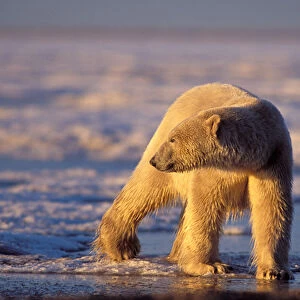 polar bear, Ursus maritimus, walking along the Arctic coast, 1002 area of the Arctic