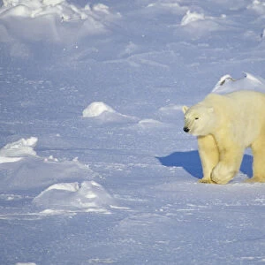 Polar Bear (Ursus maritimus) walking, Churchill, Manitoba, Canada