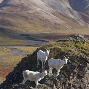 Polychrome Pass, Denali National Park, Alaska, three dall sheep rams perch on a cliff