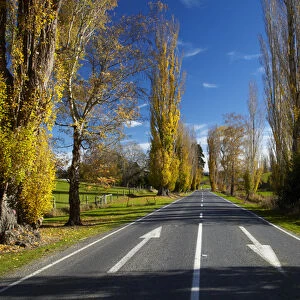 Poplar trees in autumn at entrance to Lawrence, Central Otago, South Island, New Zealand