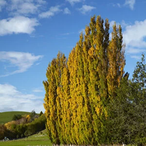 Poplar trees and farmland in autumn, near Lovells Flat, South Otago, South Island