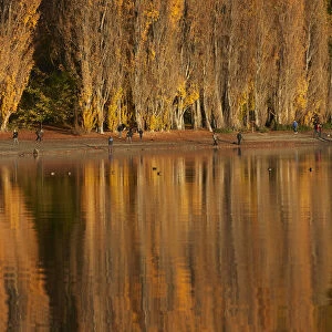 Poplar Trees and tourists photographing That Wanaka Tree, Lake Wanaka, Otago
