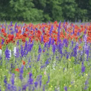 Poppies Print, Mount Olive Field Scene