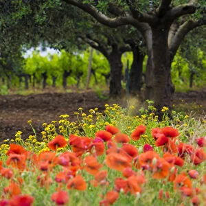 Poppies, olive groves and vineyards in spring