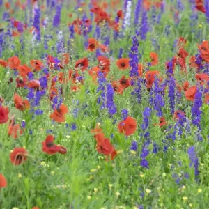 Poppy field, Mount Olive, North Carolina, USA