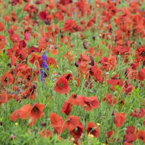Poppy field, Mount Olive, North Carolina, USA
