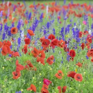 Poppy field, Mount Olive, North Carolina, USA
