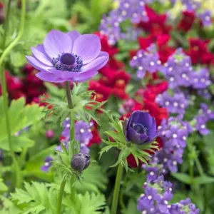 Poppy-Flowered Anemone, USA