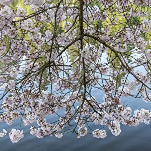Portland, Oregon. Flowering cherry tree, Crystal Springs Rhododendron Garden