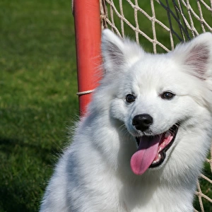 Portrait of an American Eskimo Puppy