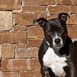 Portrait of an American Staffordshire Terrier sitting against a rock wall