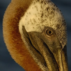 A portrait of a Brown Pelican (Pelecanus occidentalis urinator), Galapagos Islands