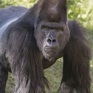Portrait of Critically Endangered Western Lowland Gorilla