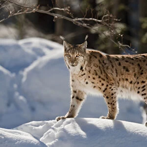Portrait of Eurasian Lynx (Lynx lynx) walking in deep snow, subspecies carpathica