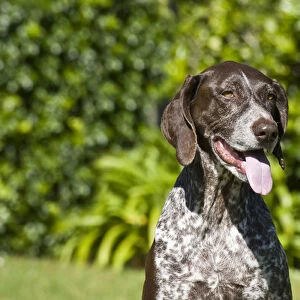 Portrait of a German Shorthaired Pointer sitting with green background