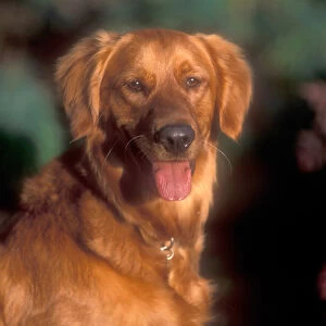A portrait of a golden retriever in late day light