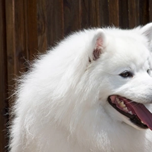 Portrait headshot of an American Eskimo dog sitting with a wooden fence backfround