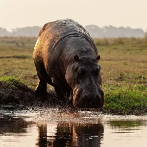 Portrait of a hippopotamus, Hippopotamus amphibius, running into the water from a river bank. Chobe National Park, Botswana