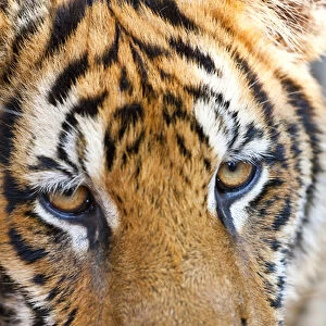 Portrait, Indochinese tiger or Corbetts tiger (Panthera tigris corbetti)