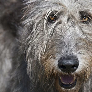 Portrait of an Irish Wolfhound