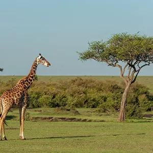Portrait of a Masai giraffe, Giraffa camelopardalis. Masai Mara National Reserve, Kenya