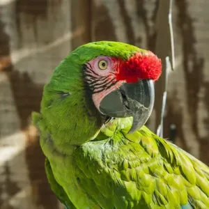 Portrait of a Parrot Portrait of a Parrot
