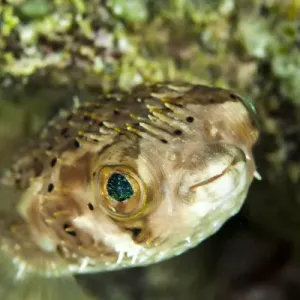 Retrato de un pez globo con ojos verdes en las aguas claras frente a Cayo Staniel, Exuma. Retrato de un pez globo con ojos verdes en las aguas claras frente a Cayo Staniel, Exuma.